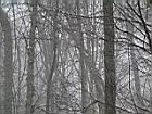 2005-01-23_snow-storm 013.JPG